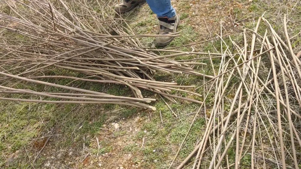 Hayıt dalları sepet olacak