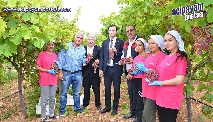 Çal’da üzüm hasadı
                    sona erdi